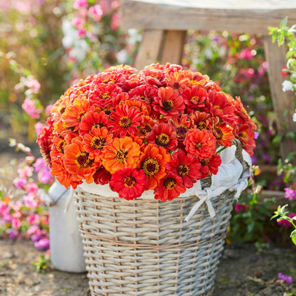 Vibrant orange and yellow zinnia oriole blooms in a close-up on a green garden backdrop