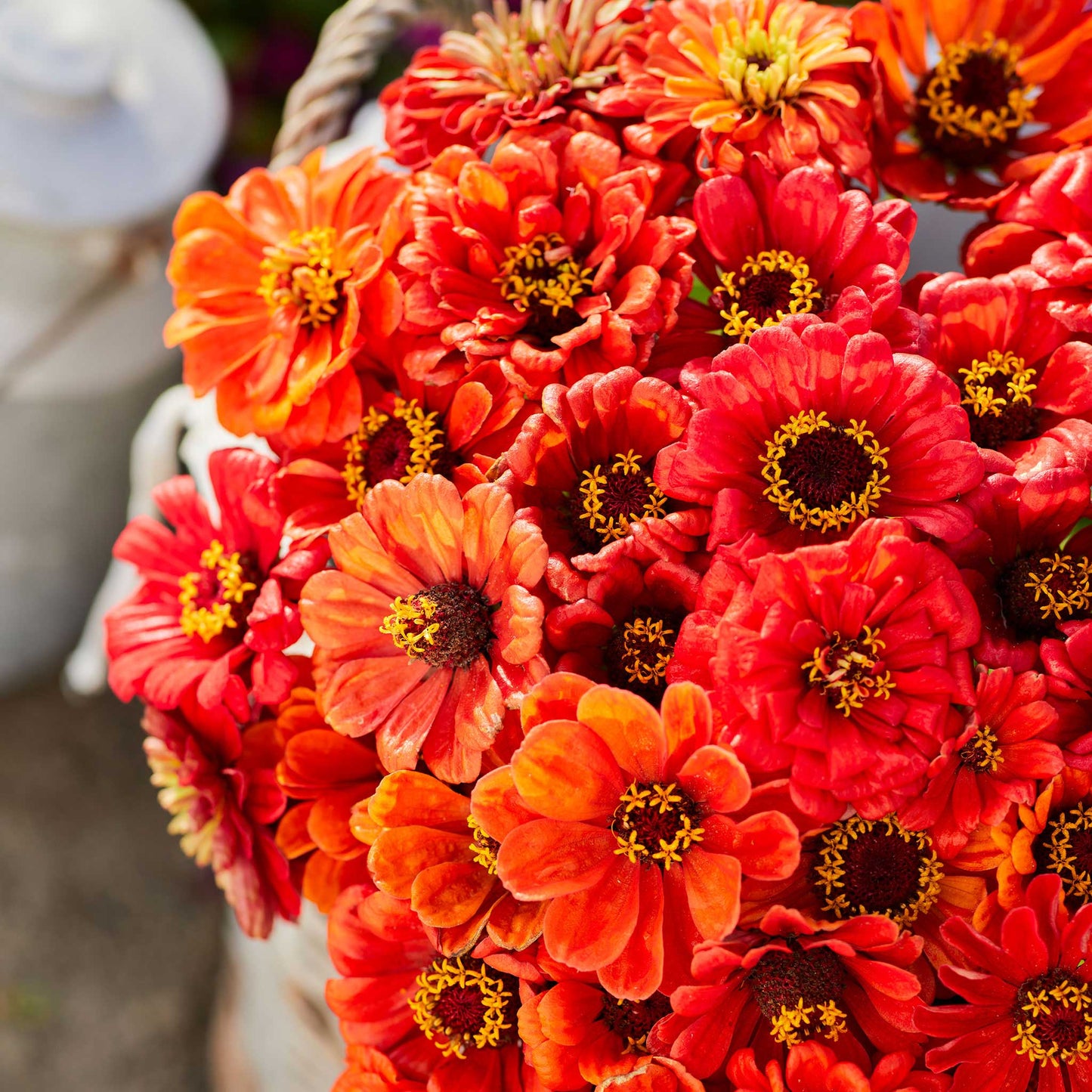Fully bloomed zinnia oriole flowers in orange tones on a natural garden background