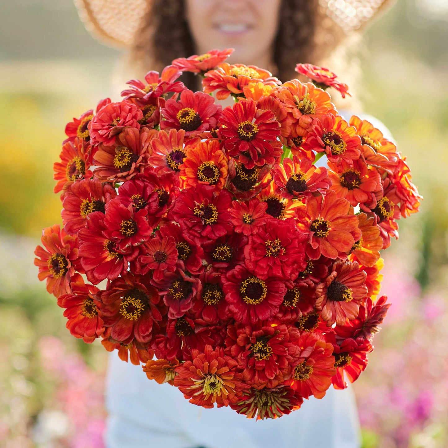 Cluster of vibrant orange zinnia oriole flowers on a bright green background