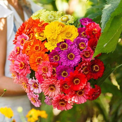 Brightly colored zinnia over rainbow mix blooms on a natural outdoor green backdrop