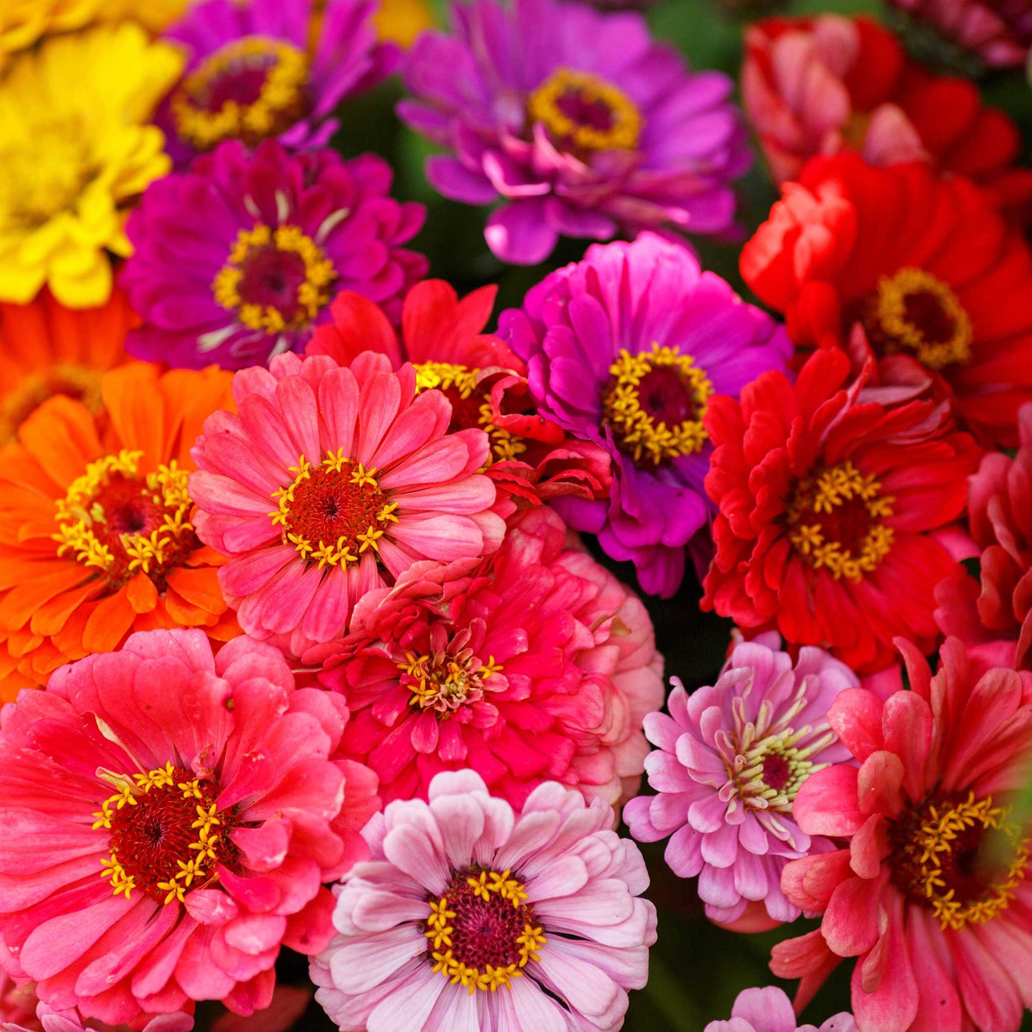 Vibrant zinnia over rainbow mix flowers in rich colors on a bright garden backdrop