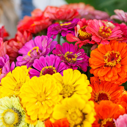 Colorful zinnia over rainbow mix flowers in mixed shades on a natural garden backdrop
