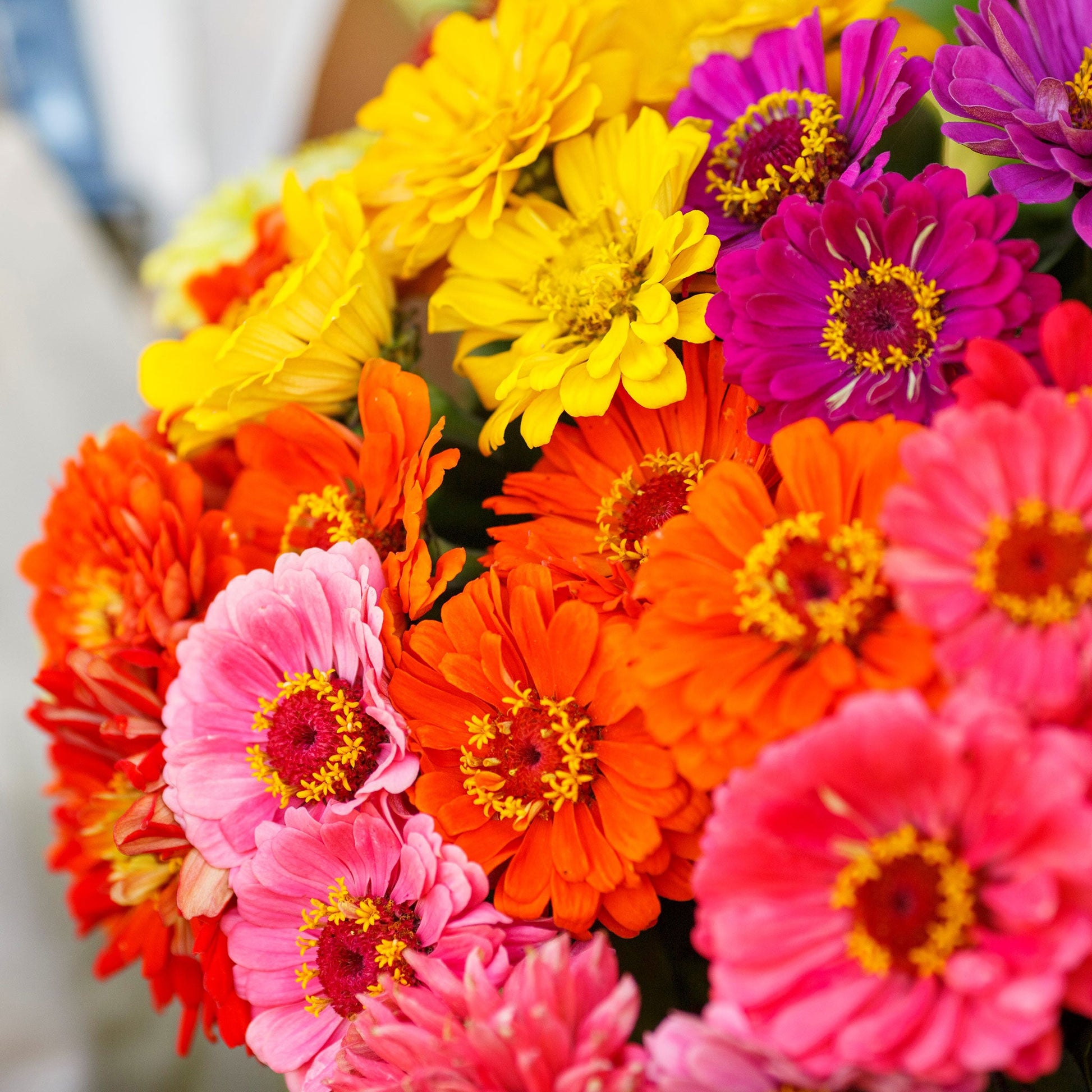 Vibrant zinnia over rainbow mix flowers in pink red and orange on a garden backdrop