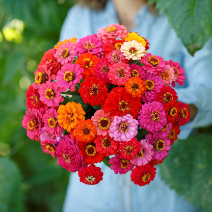 Dwarf pepito mix zinnia flowers in bold colors on a natural garden backdrop