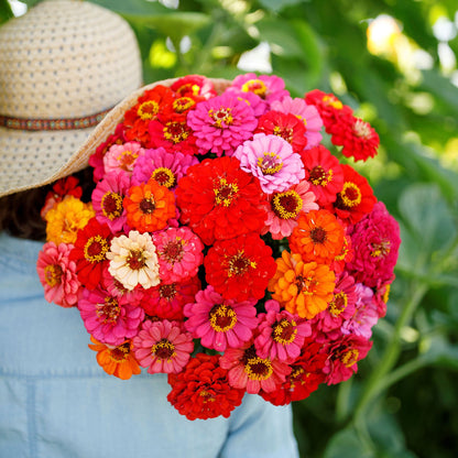 Close-up of dwarf pepito mix zinnia flowers in red and orange on a garden background