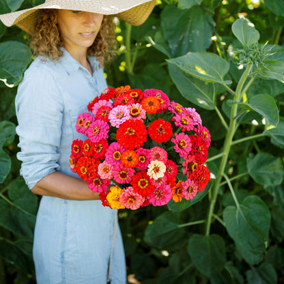 Colorful dwarf pepito mix zinnia blooms on a bright natural outdoor background