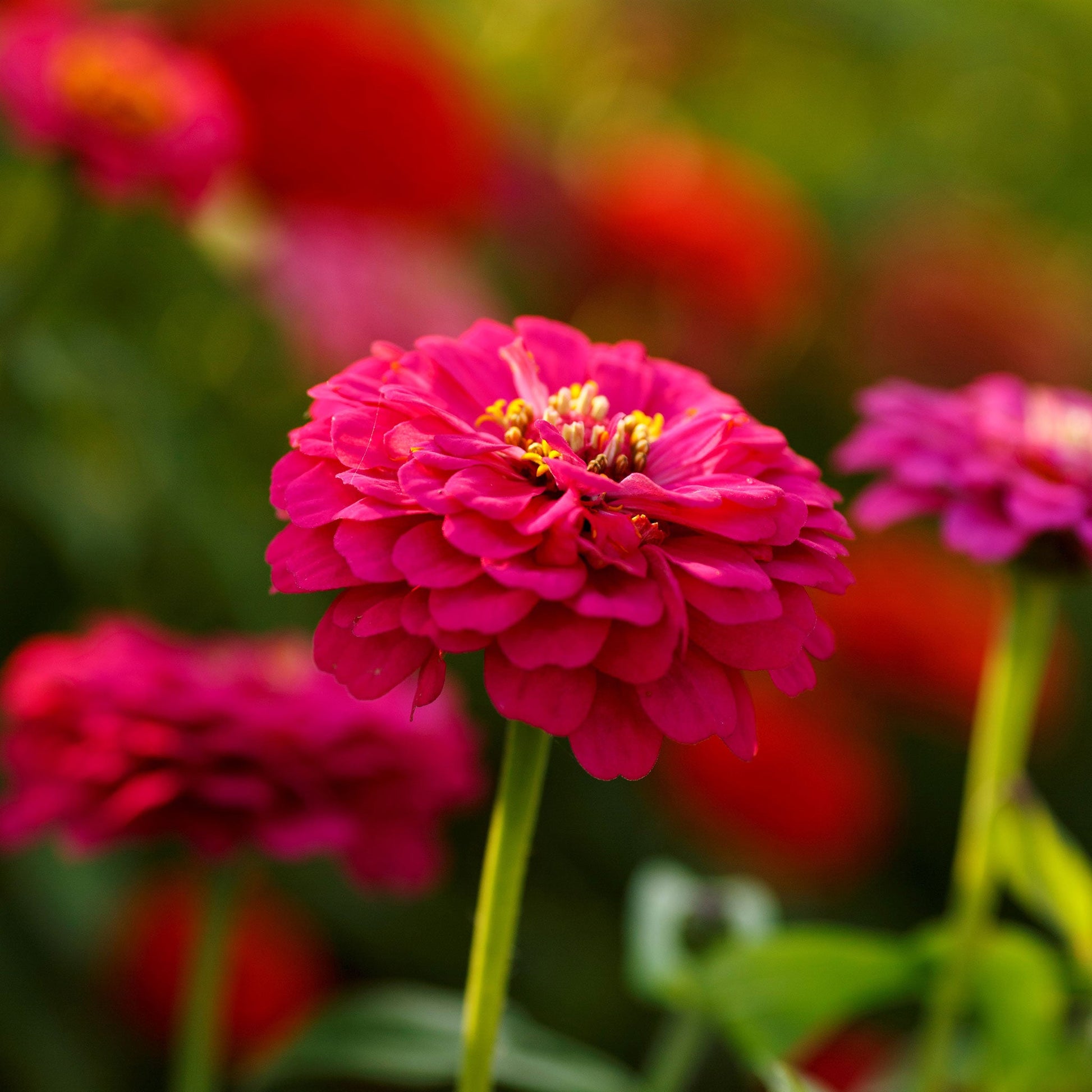 Bright multi-colored pepito mix zinnia flowers in close-up on a garden backdrop