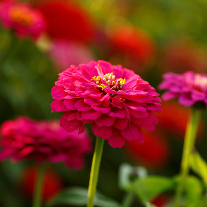 Bright multi-colored pepito mix zinnia flowers in close-up on a garden backdrop