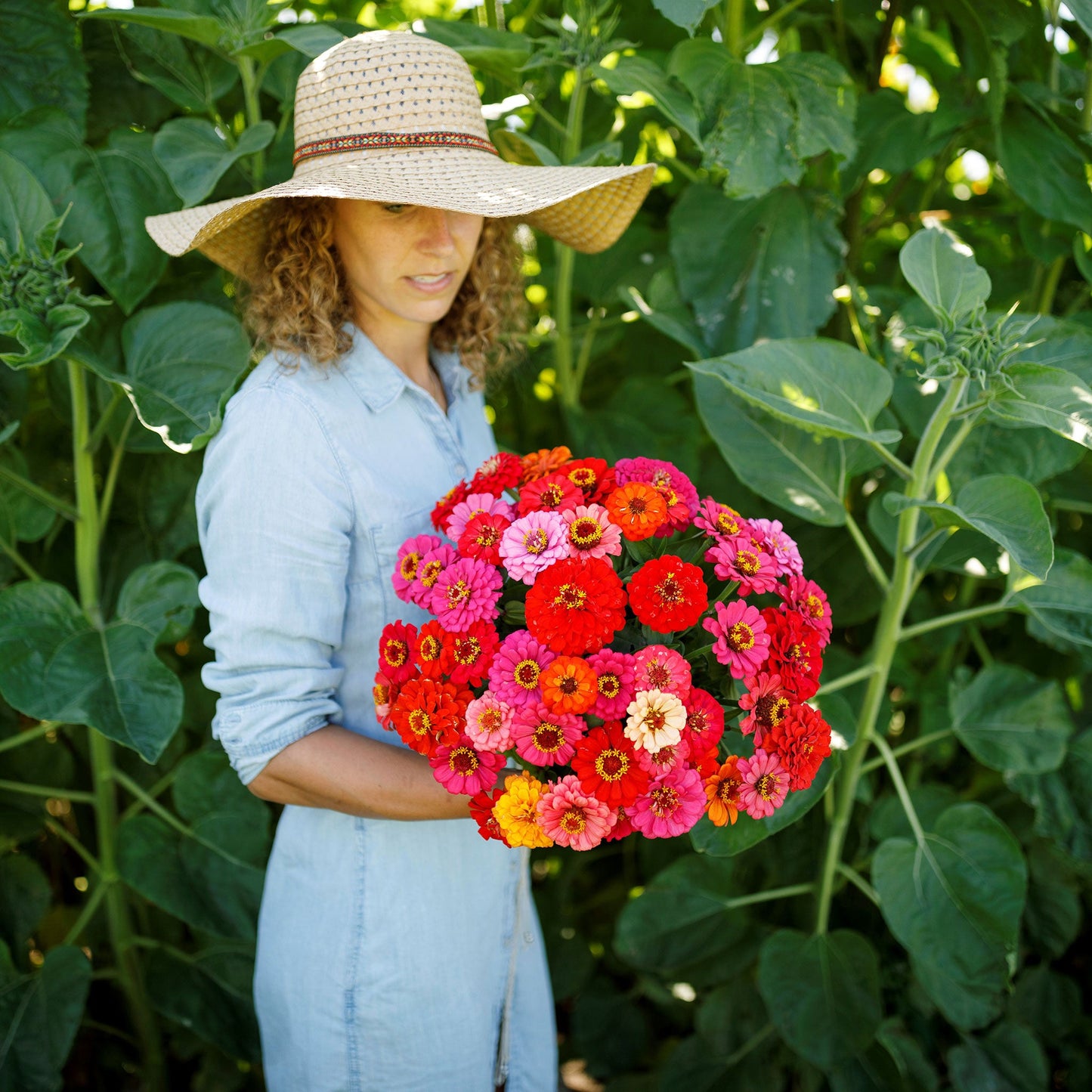 Dwarf pepito mix zinnia flowers in vibrant colors on a natural green garden backdrop