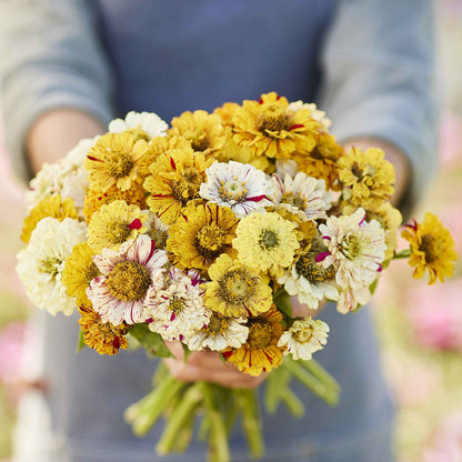 Pink and white striped zinnia peppermint stick flower on a natural garden backdrop