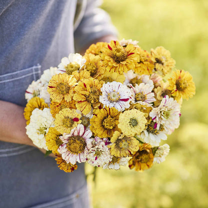 Bi-colored zinnia peppermint stick bloom in yellow and red tones on a light backdrop