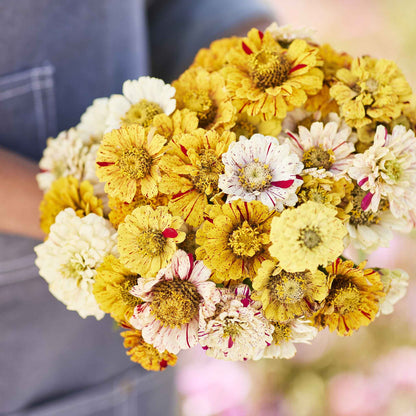 Three zinnia peppermint stick flowers with striped petals on a natural green background