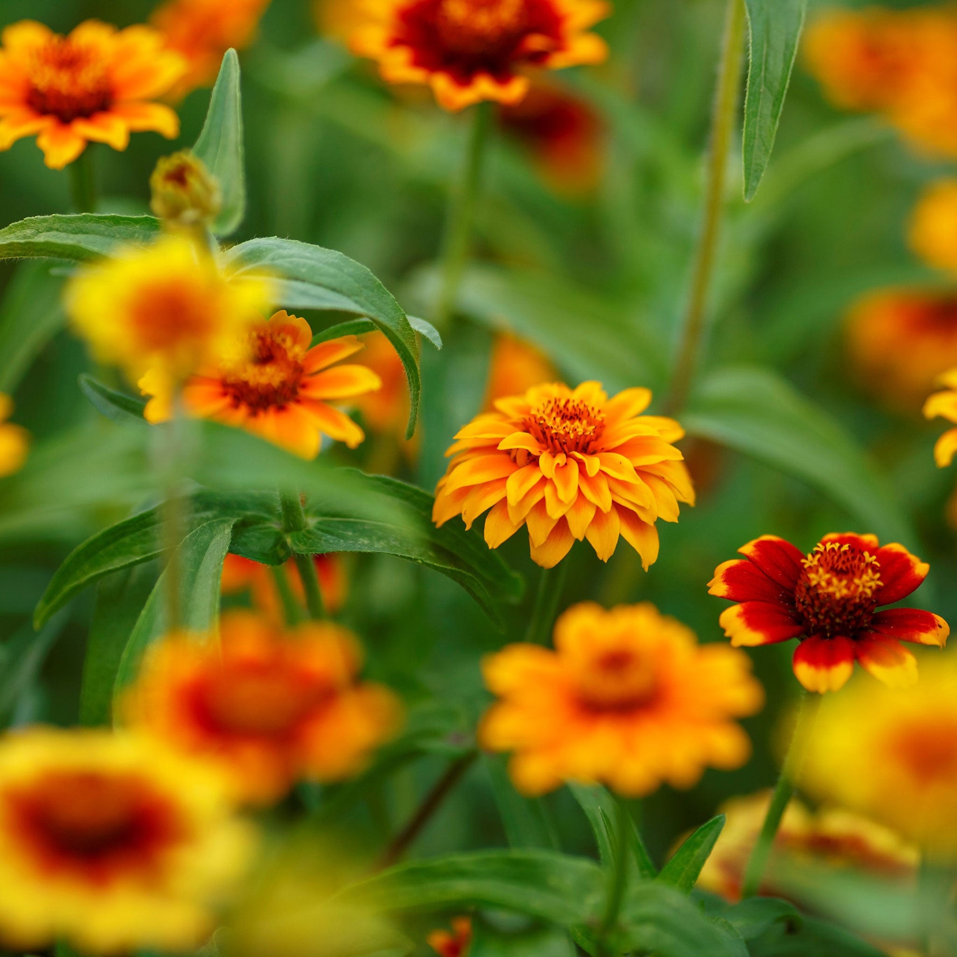 A close-up of Persian Carpet zinnia blooms in shades of red, orange, and yellow with green foliage.