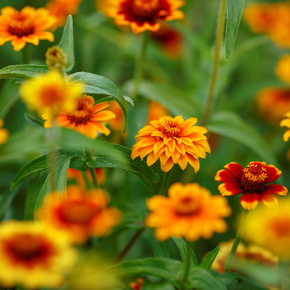 A close-up of Persian Carpet zinnia blooms in shades of red, orange, and yellow with green foliage.