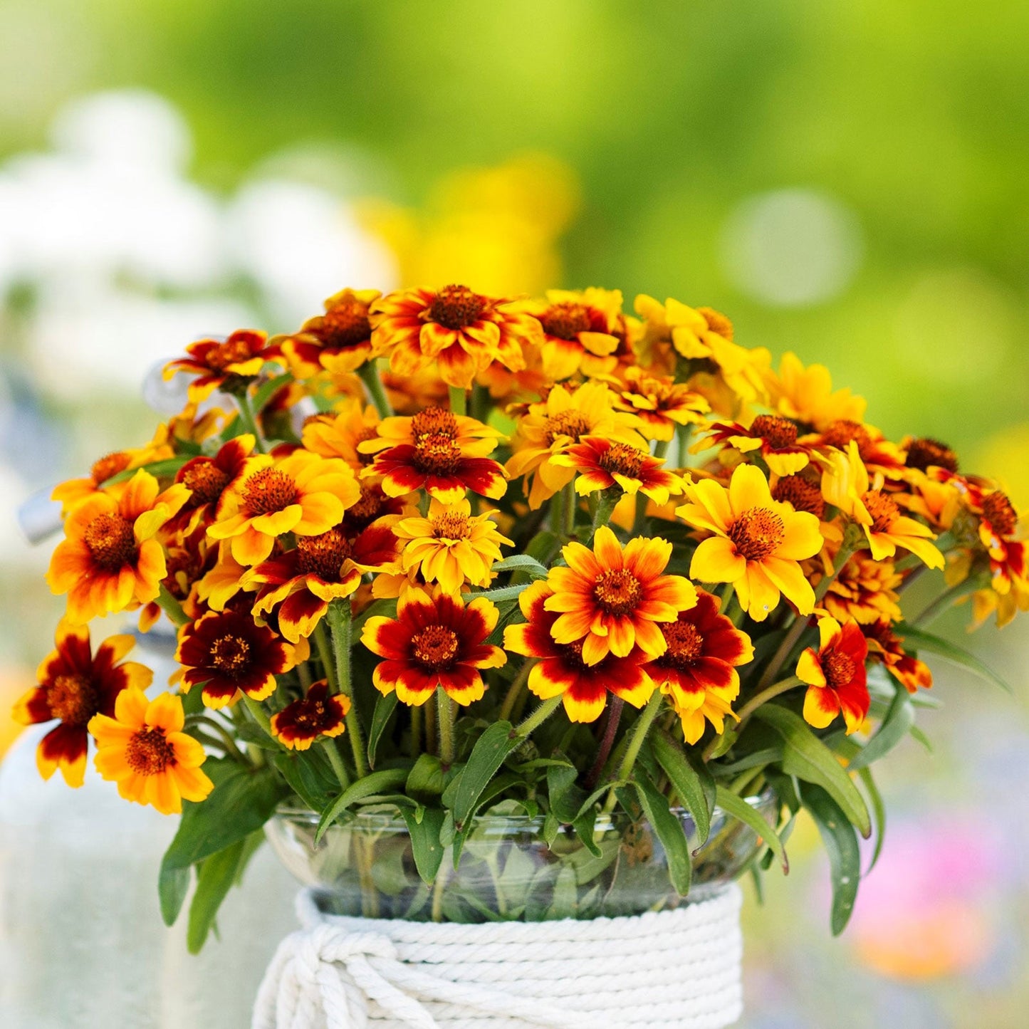 A close-up of a bouquet of multi-colored Persian Carpet zinnia blooms in shades of red, orange, and yellow.