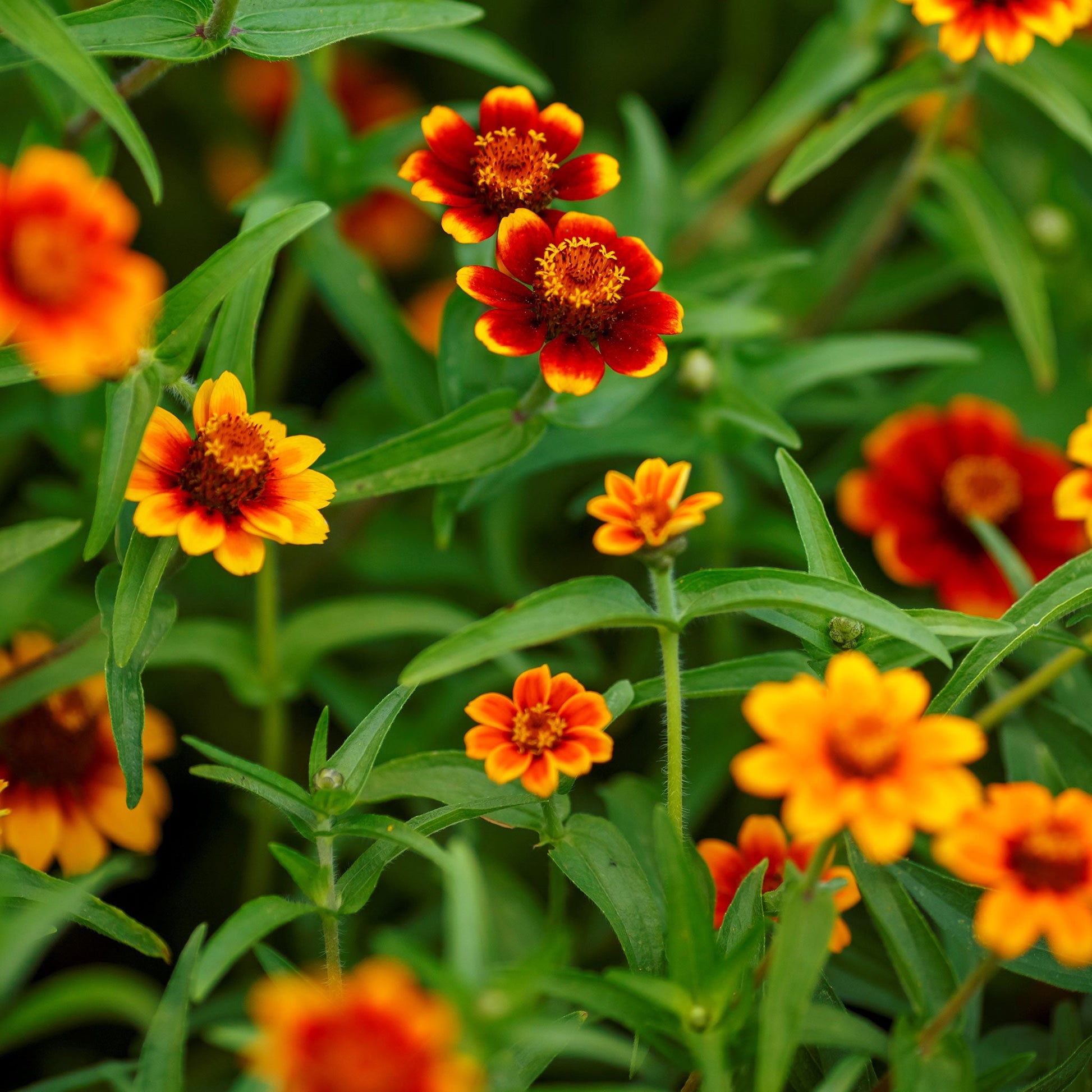 A close-up of Persian Carpet zinnia blooms in shades of red, orange, and yellow with green foliage.