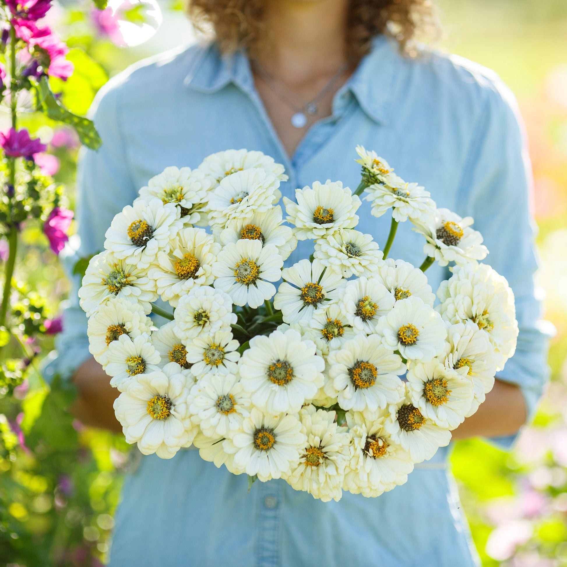 Fully bloomed white zinnia polar bear flower against a bright outdoor backdrop