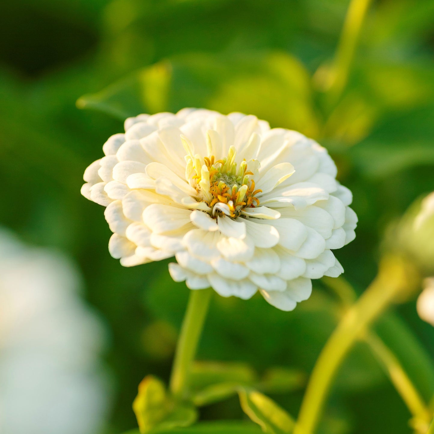 Pure white zinnia polar bear flower with layered petals on a green garden background