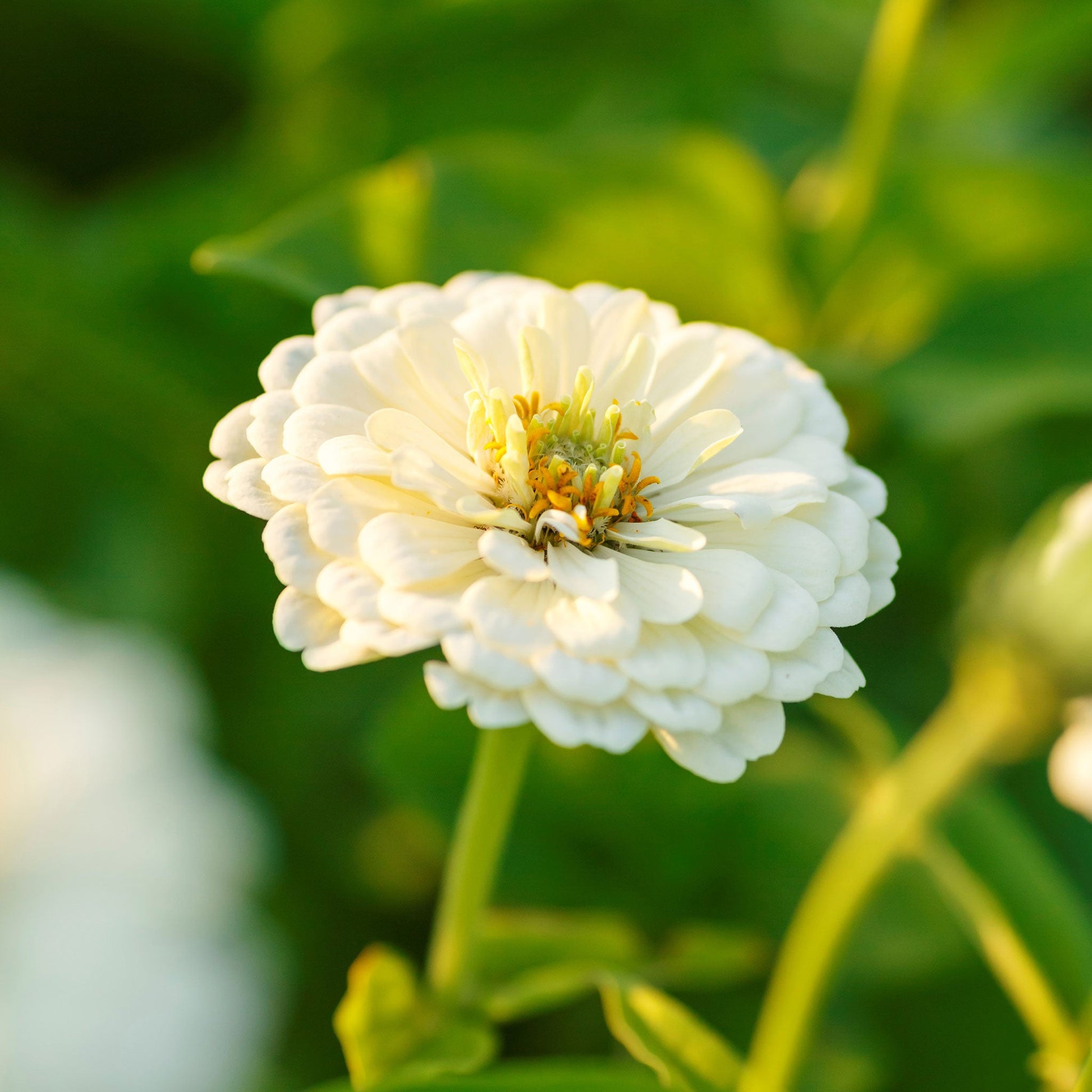 Pure white zinnia polar bear flower with layered petals on a green garden background