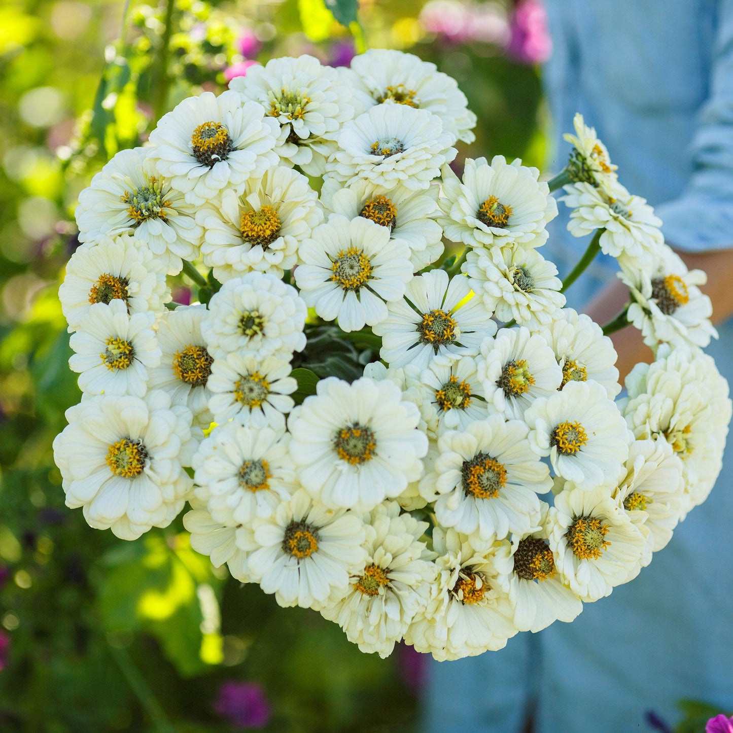 White zinnia polar bear blooms in close-up on a light natural garden background
