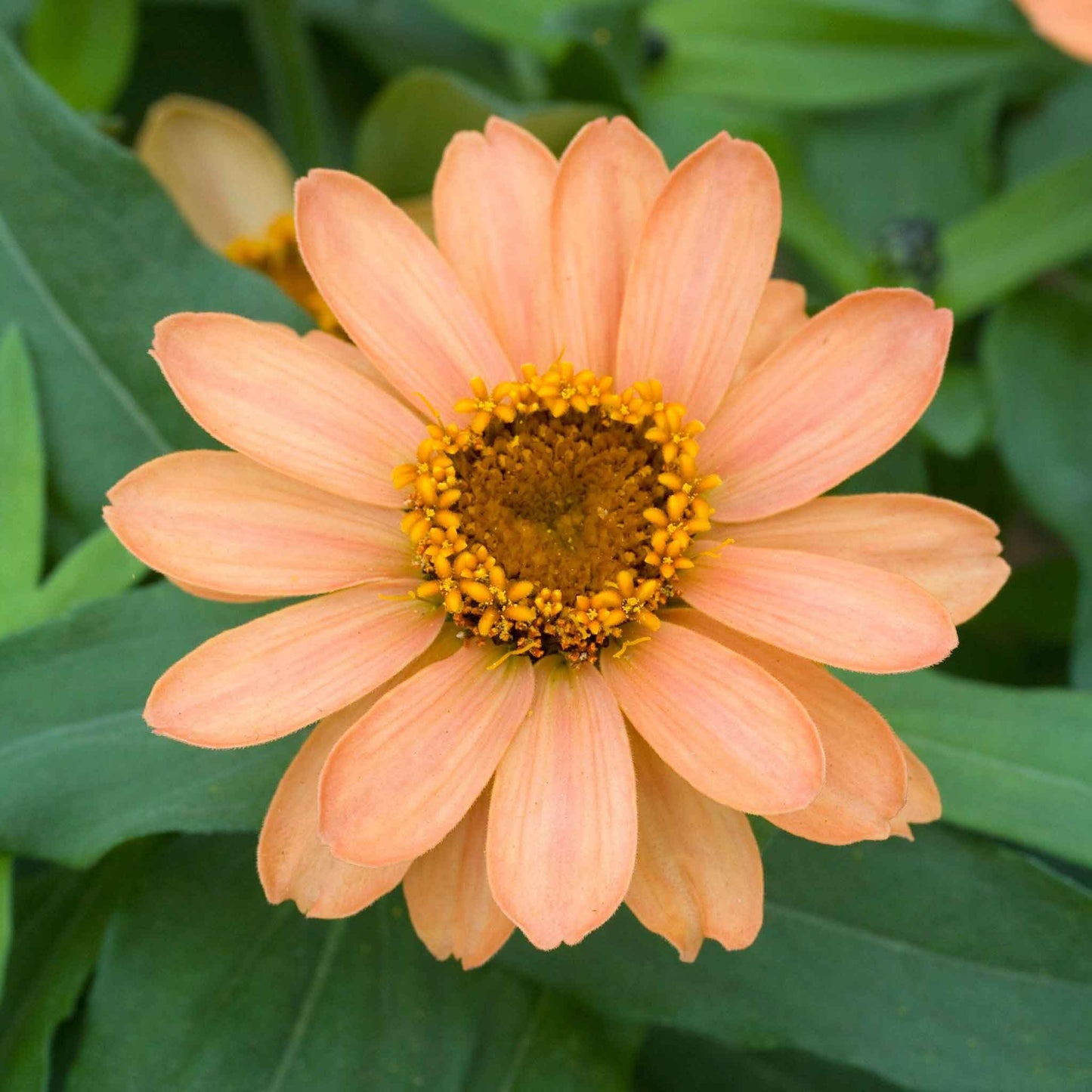 Close-up of zinnia profusion apricot in warm orange-apricot on a garden backdrop