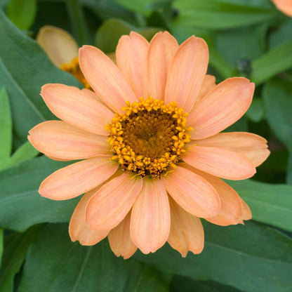Close-up of zinnia profusion apricot in warm orange-apricot on a garden backdrop