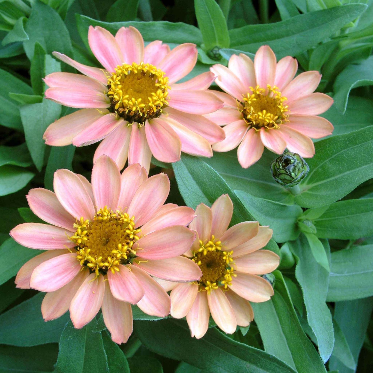 Vibrant zinnia profusion apricot flowers in warm tones on a garden green background
