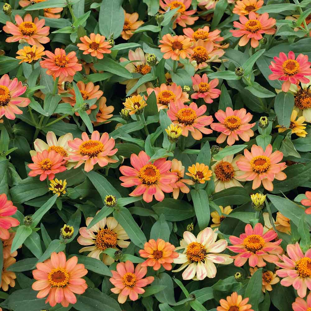 Close-up of apricot-colored zinnia profusion apricot flowers on a garden backdrop