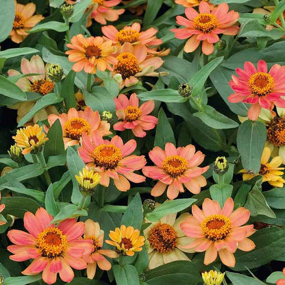 Vibrant orange-apricot zinnia profusion apricot flowers on a bright garden backdrop