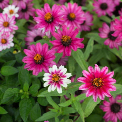 Pink and orange zinnia profusion cherry bicolor blooms on a natural garden backdrop