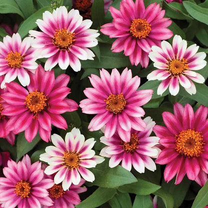 Pink and orange zinnia profusion cherry bicolor flowers on a garden backdrop