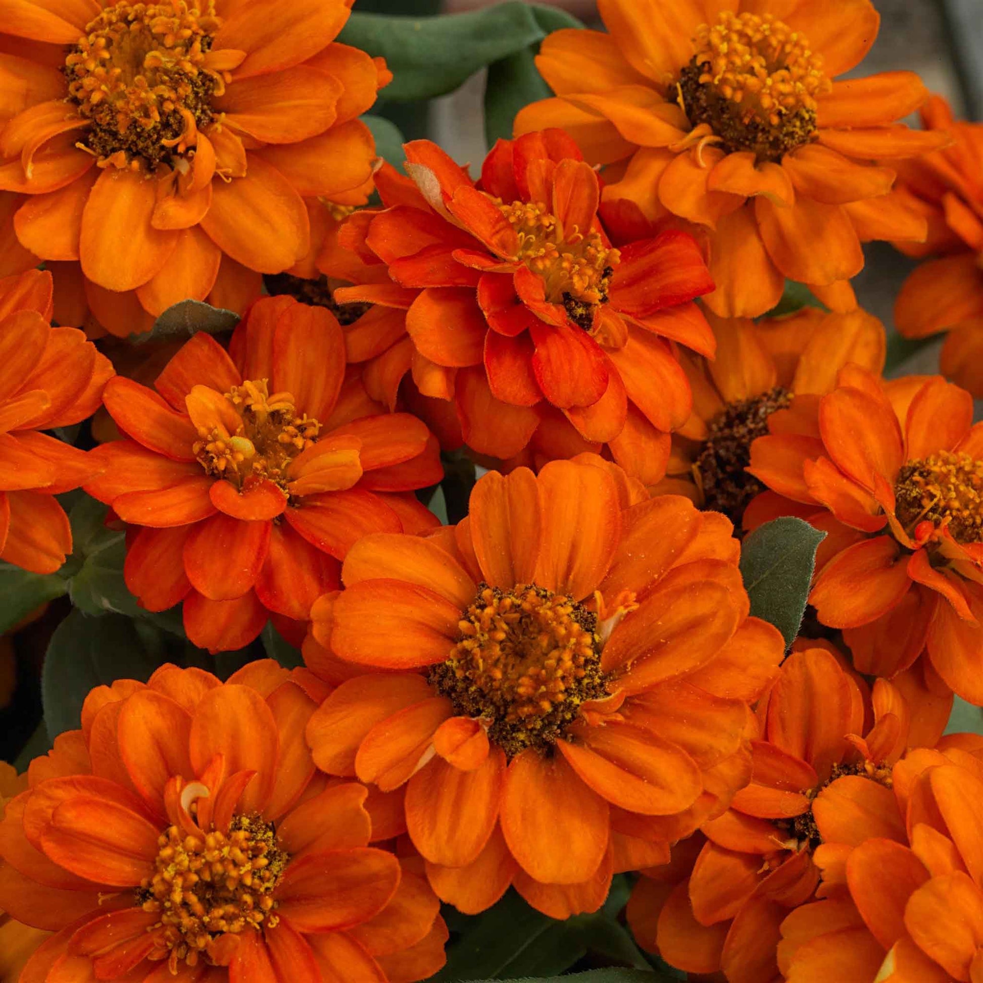 Close-up of vibrant double-flowered zinnia profusion double fire on a garden backdrop