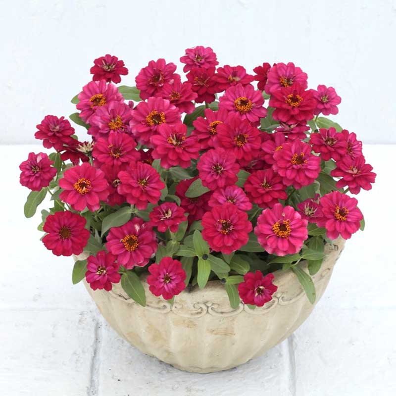 Vibrant double-layered zinnia profusion double hot cherry on a garden backdrop
