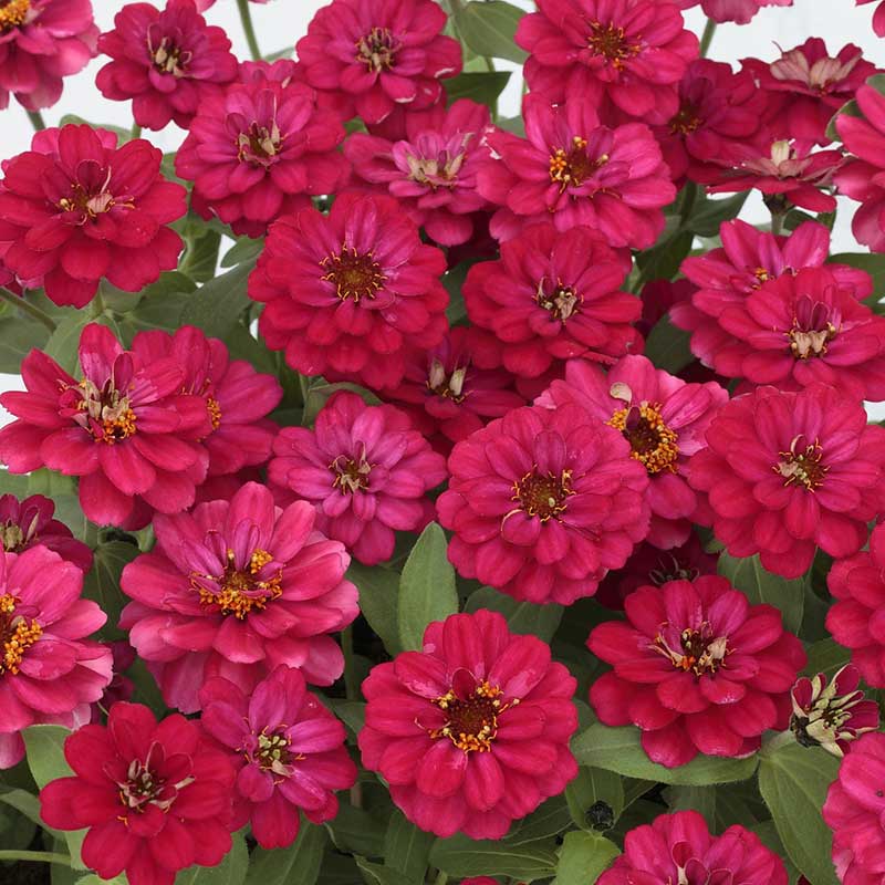 Vibrant deep cherry zinnia profusion double hot cherry blooms on a garden backdrop