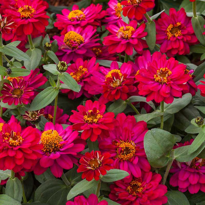 Cluster of hot cherry zinnia profusion double hot cherry on a garden backdrop