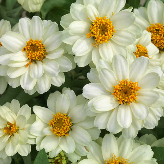 Bright white densely petaled zinnia profusion double white on a garden backdrop