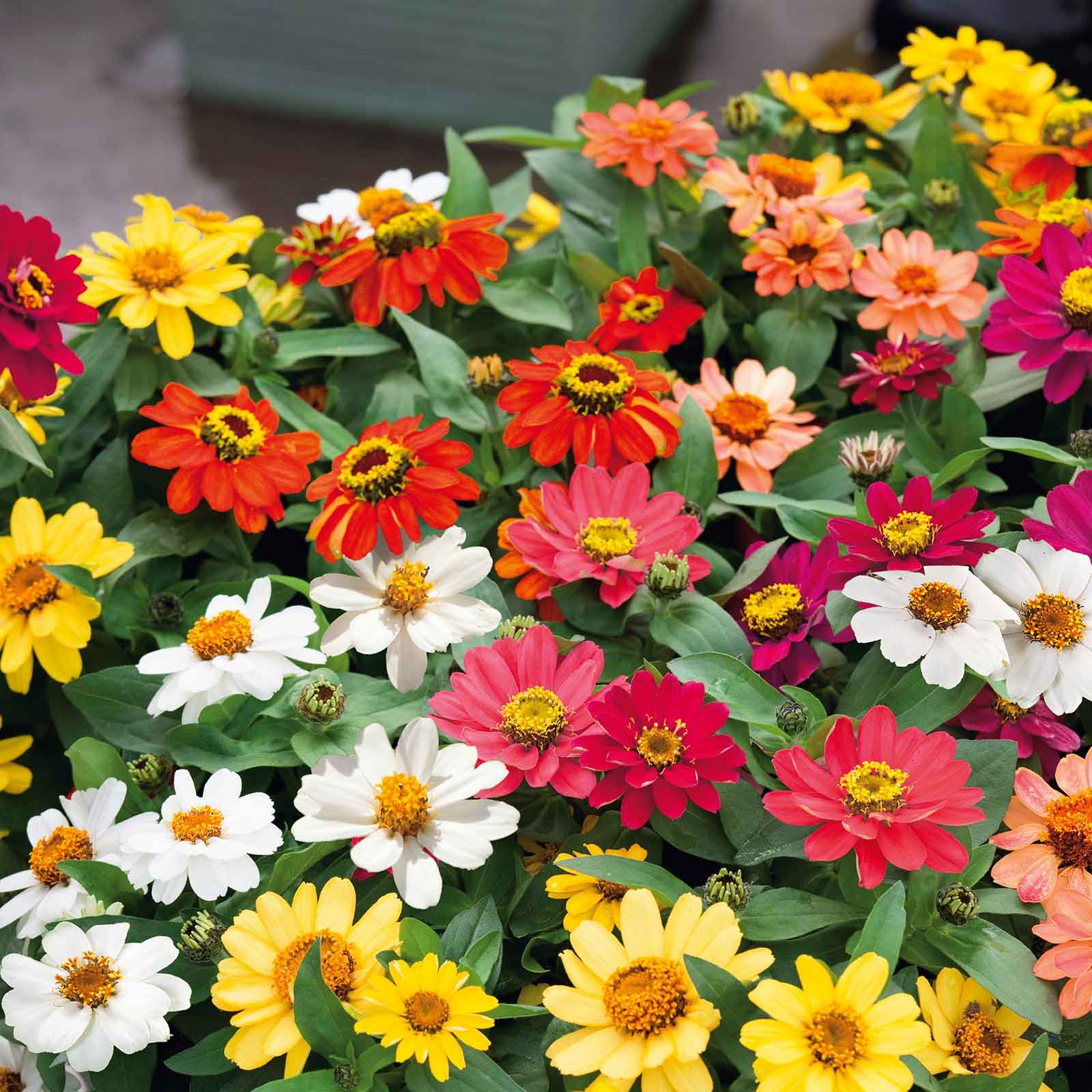 Mix of zinnia profusion mix flowers in bright colors on a natural garden background