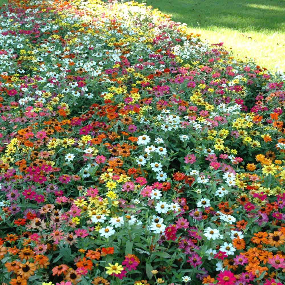 Close-up of vibrant small zinnia profusion mix flowers on a natural garden backdrop