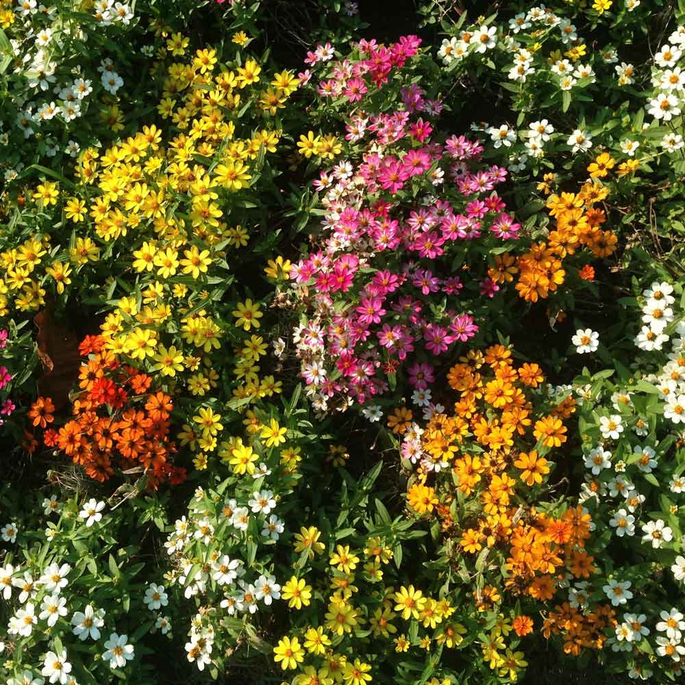Colorful single-petaled zinnia profusion mix flowers on a natural garden background
