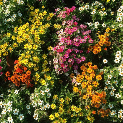 Colorful single-petaled zinnia profusion mix flowers on a natural garden background