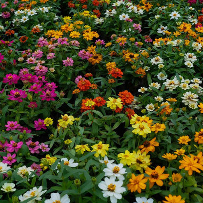Colorful zinnia profusion mix flowers in red pink and white on a garden backdrop
