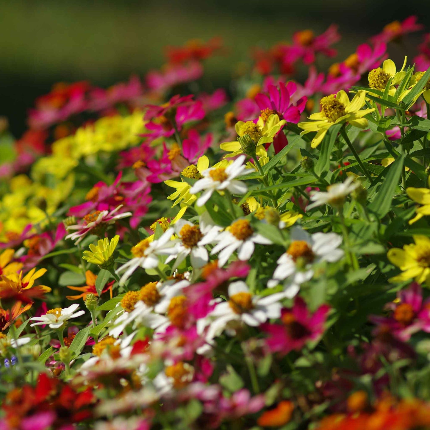 Close-up of vibrant zinnia profusion mix flowers on a lush natural garden backdrop