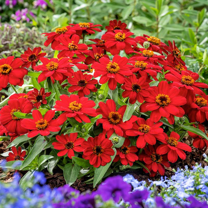 Bright red zinnia profusion red flowers on a lush green foliage backdrop | copyright: Floramedia UK Ltd