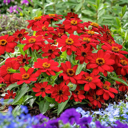 Bright red zinnia profusion red flowers on a lush green foliage backdrop | copyright: Floramedia UK Ltd