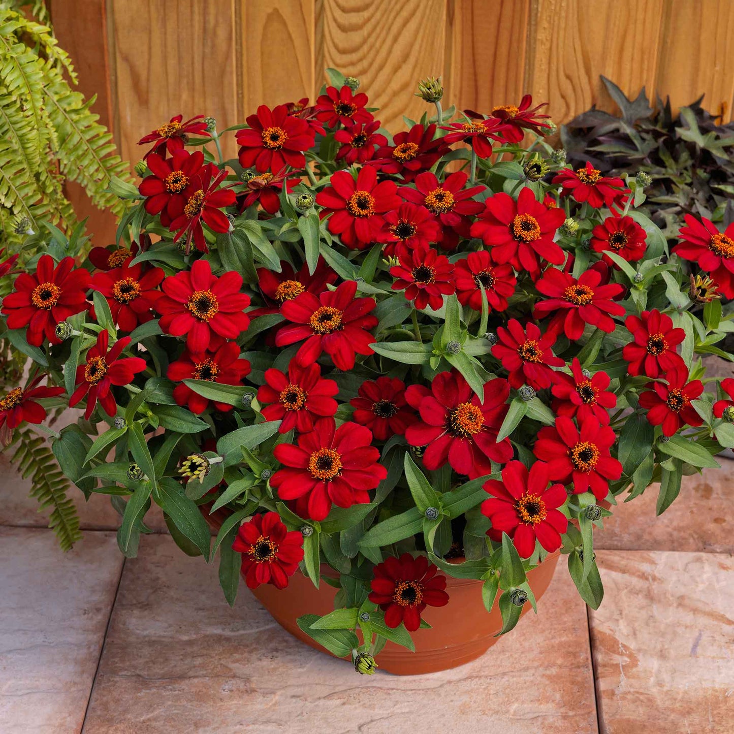 Close-up of vibrant red zinnia profusion red flowers on a natural garden backdrop