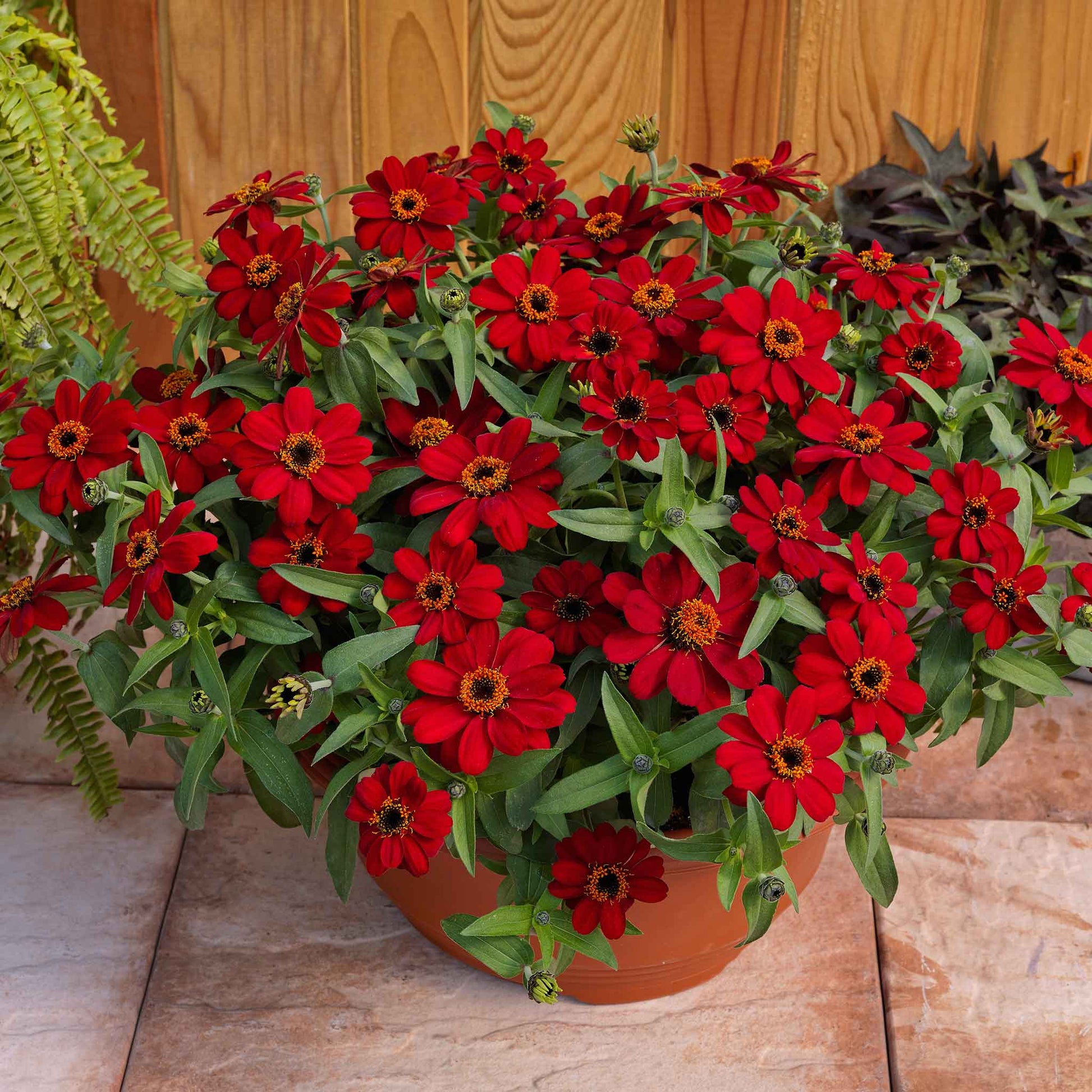 Close-up of vibrant red zinnia profusion red flowers on a natural garden backdrop