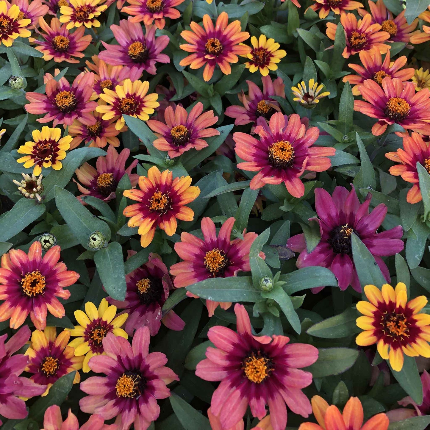Close-up of zinnia profusion red yellow bicolor flower on a natural garden backdrop