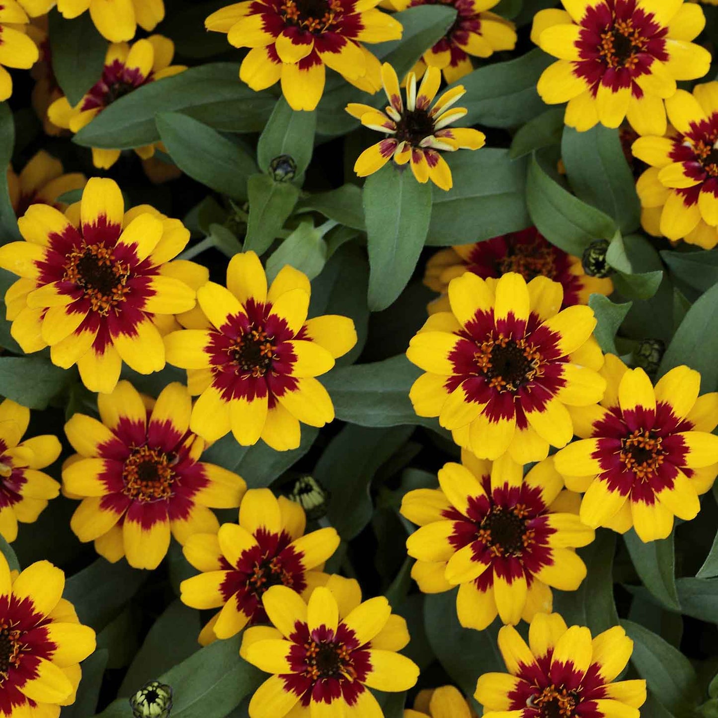 Zinnia profusion red yellow bicolor flowers in bold colors on a garden background