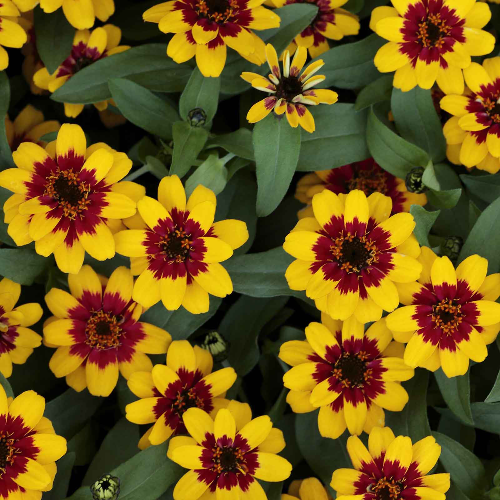 Zinnia profusion red yellow bicolor flowers in bold colors on a garden background