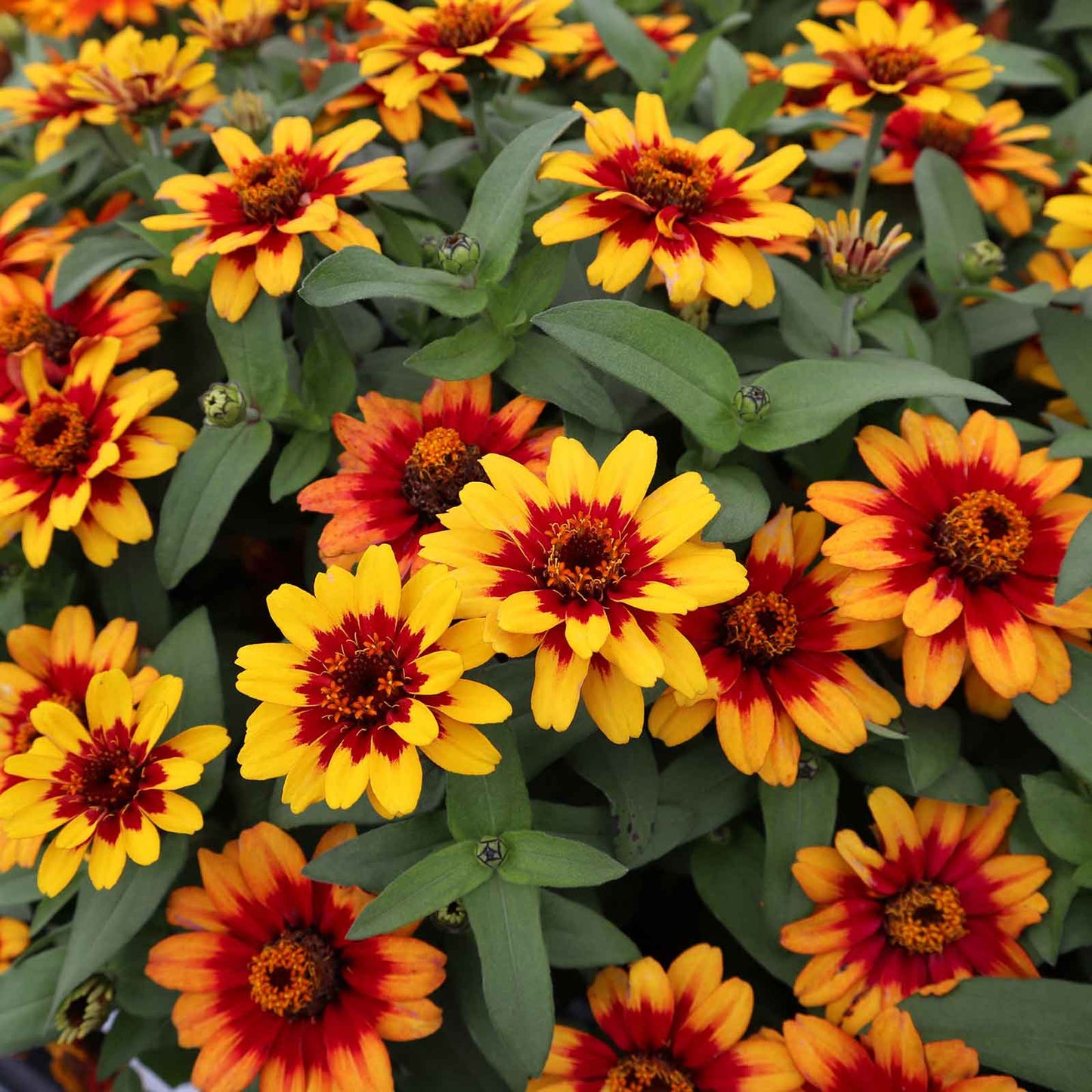 Close-up of zinnia profusion red yellow bicolor blooms on a natural garden backdrop